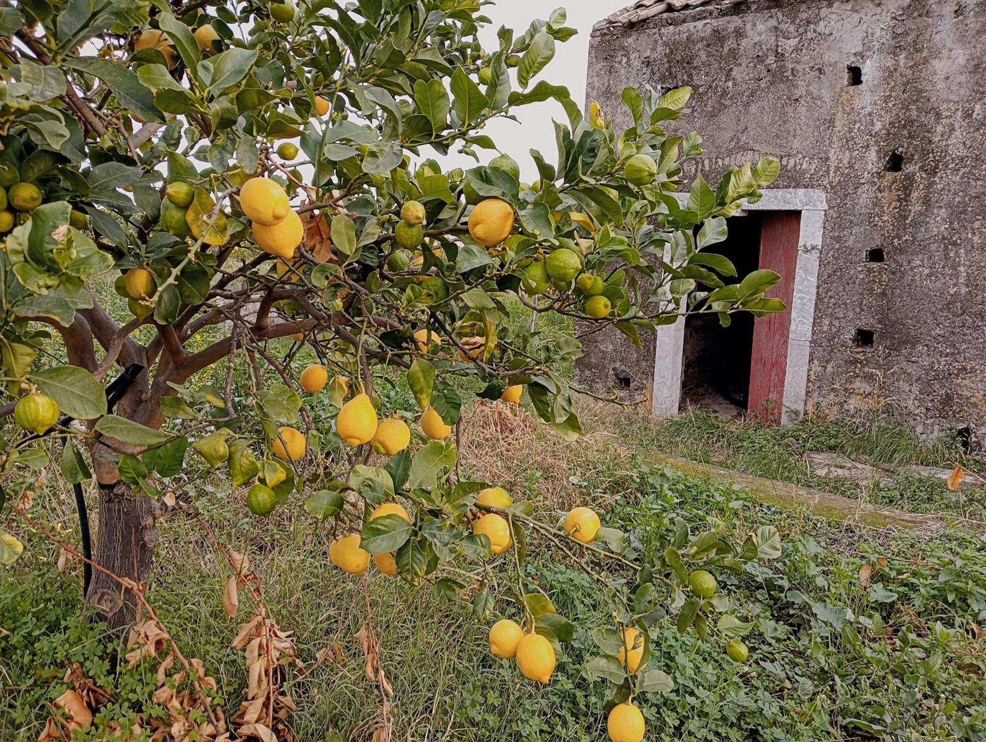Villa Laura Apartment Giardini-Naxos Kültér fotó